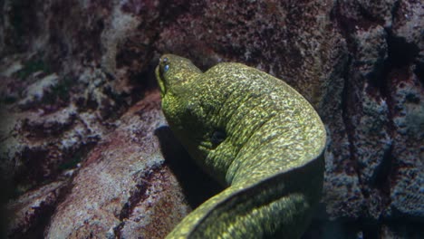 Unterwasseransicht-Einer-Riesigen-Muräne,-Die-Zwischen-Den-Felsen-In-Einem-Korallenriff-Schwimmt---Nahaufnahme-Des-Grünlich-Gefleckten-Raubtiers