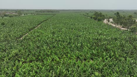 vista aérea de una gran granja de mango verde en mirpur khas sindh en karachi