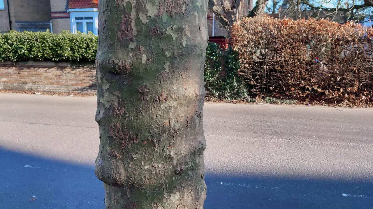 4K sycamore tree trunk, interesting colourful bark structure, 60 FPS