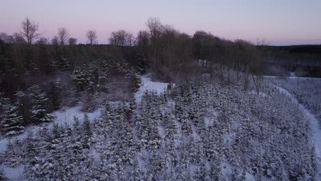 Aerial-View-of-Picturesque-Pine-Tree-Woodland-Covered-With-Fresh-Snow-on-Sunny-Day---Truck-Shot