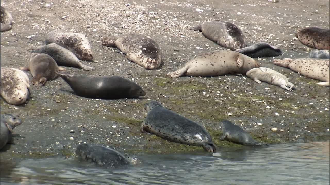 las focas de puerto y sus crías pasan el rato en la playa de un pequeño puerto en la costa del pacífico