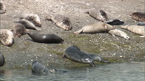 harbor seals and their younglings hang out on the beach of a small harbor on the pacific coast