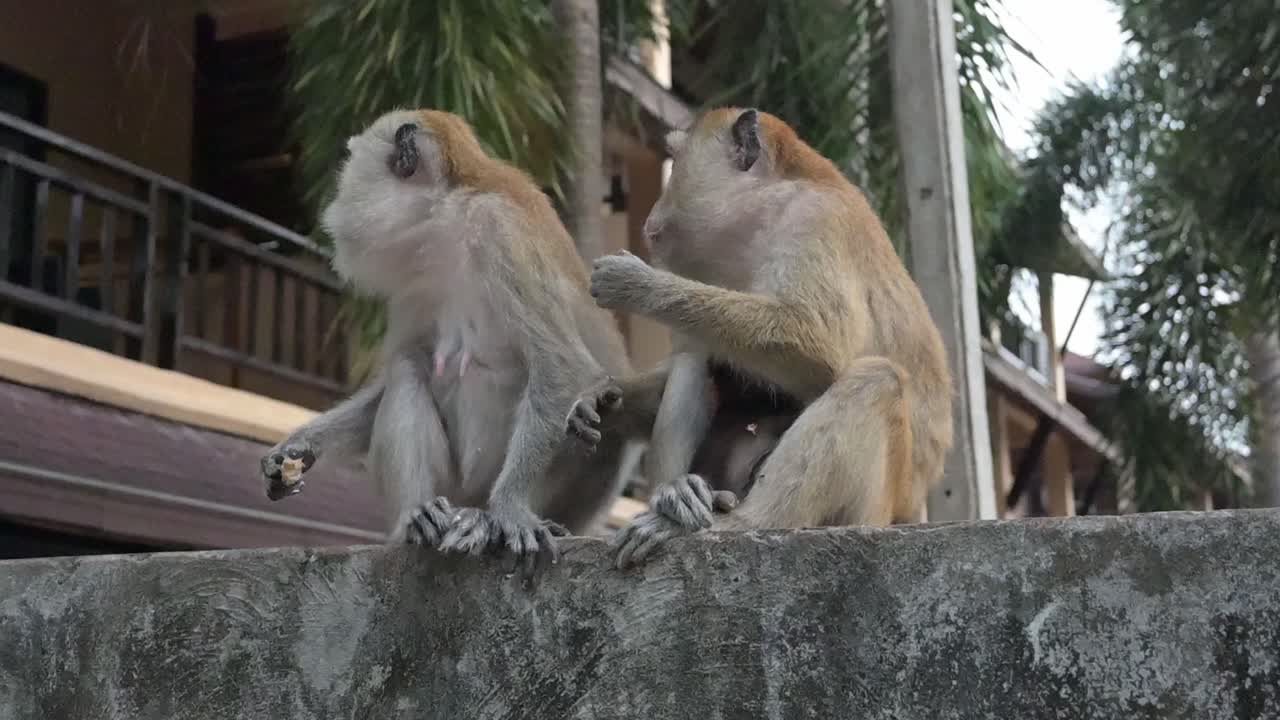 dos monos macacos en la playa de railay
