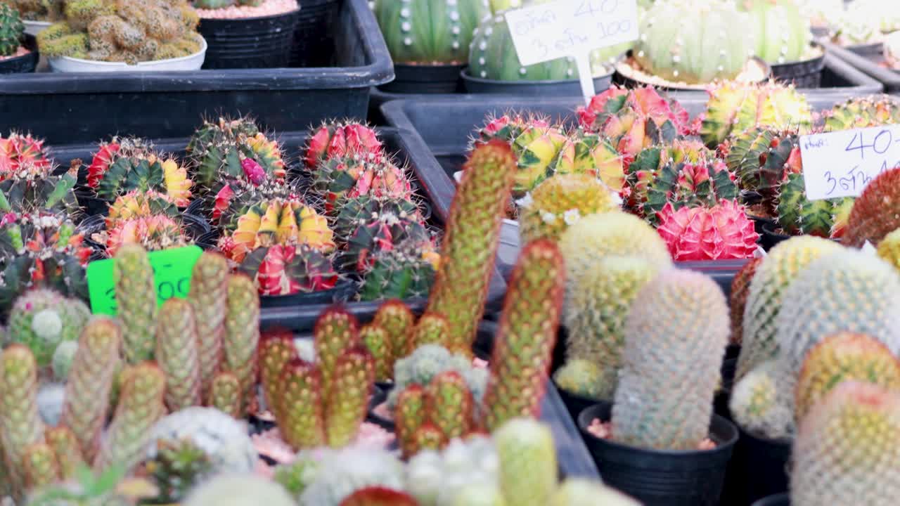 방 시장 에서 판매 를 위해 전시 된 여러 가지 투스 식물