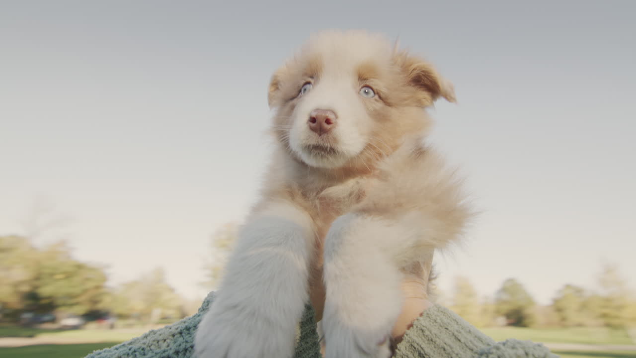 주인은 사랑하는 강아지의 손에 돌아다니고 있습니다. pov 비디오