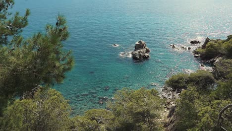 coastal view of turquoise water and pine trees