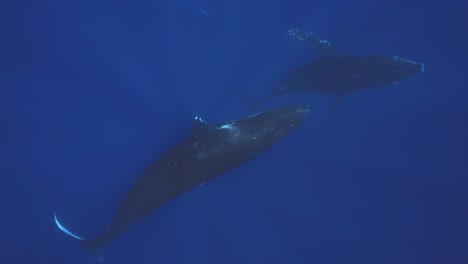 Slow-motion-shot-of-humpback-whales-coming-up-to-the-surface-from-the-deep-blue-in-the-clear-tropical-waters-of-French-Polynesia,-Tahiti