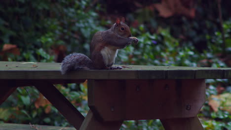 Adorable-Ardilla-Peluda-En-El-Parque-De-Vida-Silvestre-De-Boscawen-En-Truro,-Inglaterra