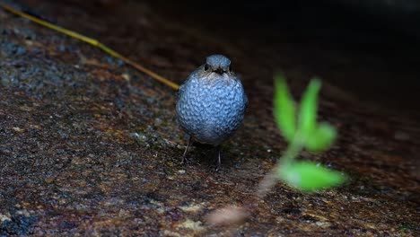 esta hembra de colirrojo plomizo no es tan colorida como el macho pero seguro que es tan esponjosa como una bola de un lindo pájaro
