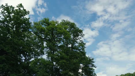 4K-Cinematic-nature-footage-of-a-drone-rotating-around-a-tree-in-the-middle-of-a-field-in-Normandy,-France-on-a-sunny-day