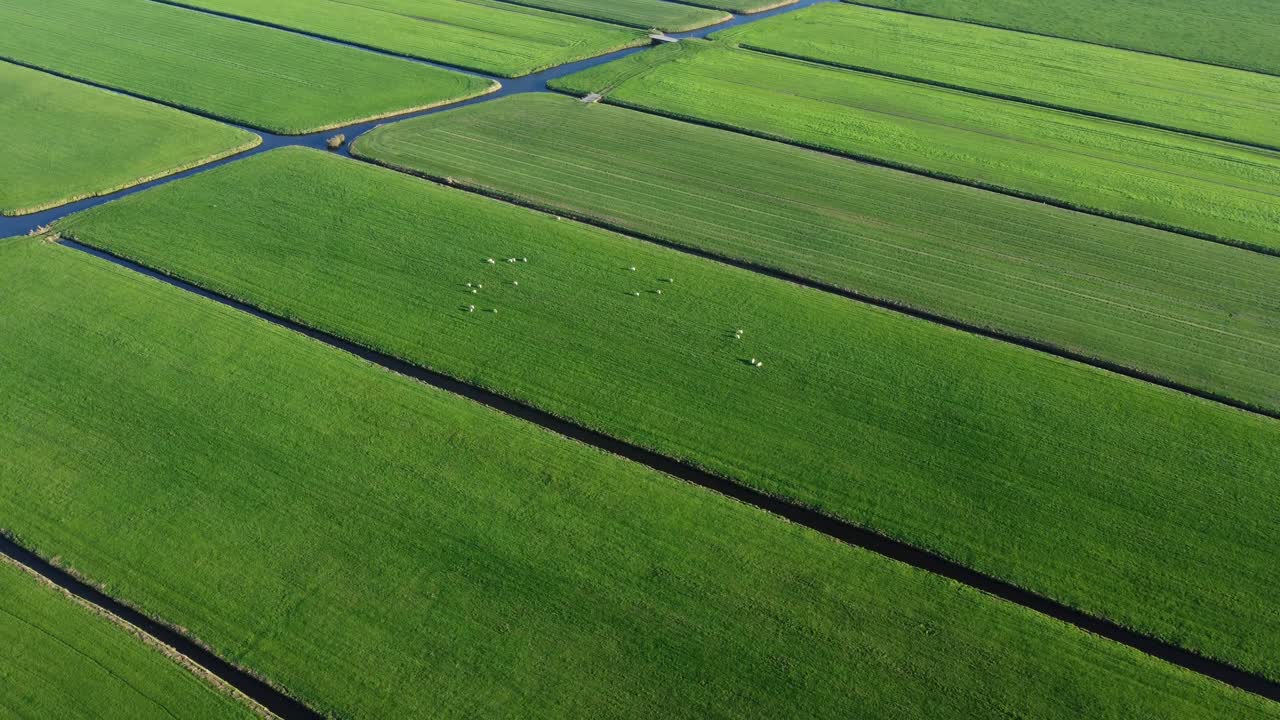 Dutch farming industry, agricultural livestock, green meadow, aerial