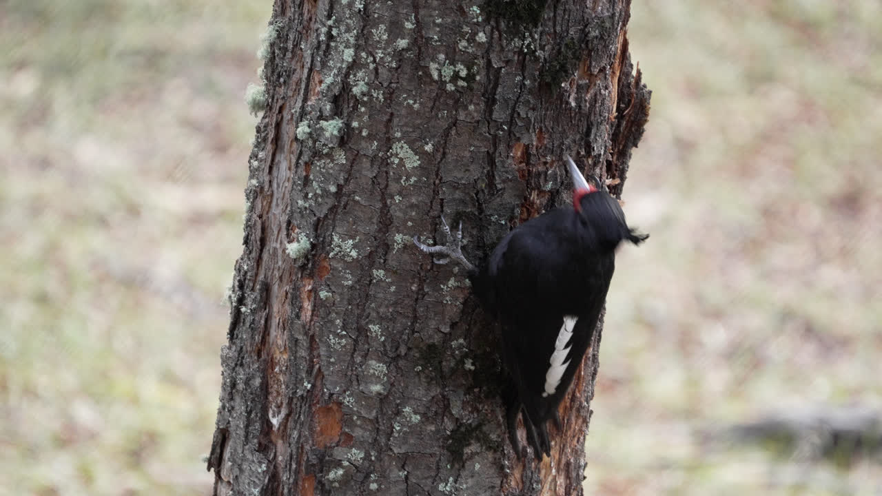 hembra adulta de pájaro carpintero de magallanes en el bosque del sur de la patagonia. primer plano en cámara lenta de un pájaro picoteando un árbol