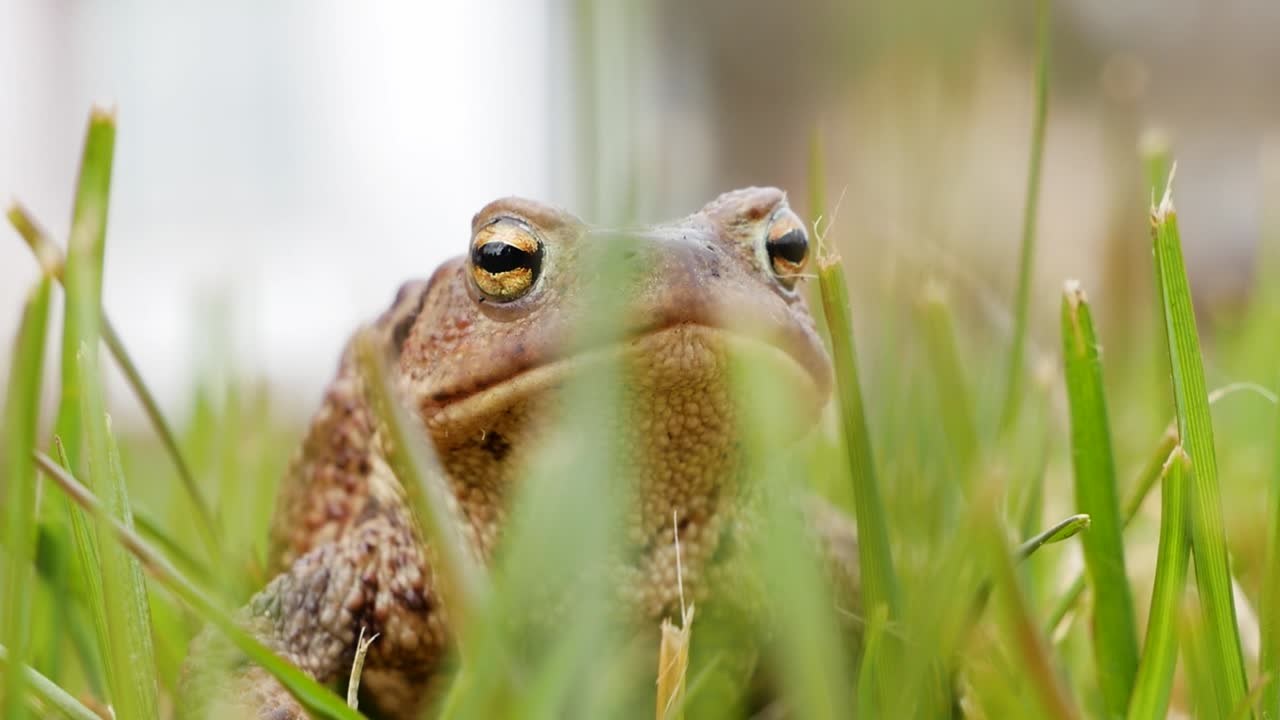 Large green toad in close up macro shot hiding in green grass in slowmotion. Eyes and breathing of a toad.
