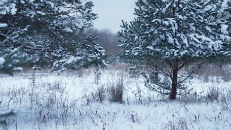 Schuss-Von-Kiefern-In-Den-Wäldern,-Die-Mit-Schnee-Bedeckt-Sind