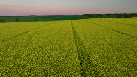 Luftaufnahme-Ausgedehnter-Rapsfelder-Bei-Sonnenuntergang