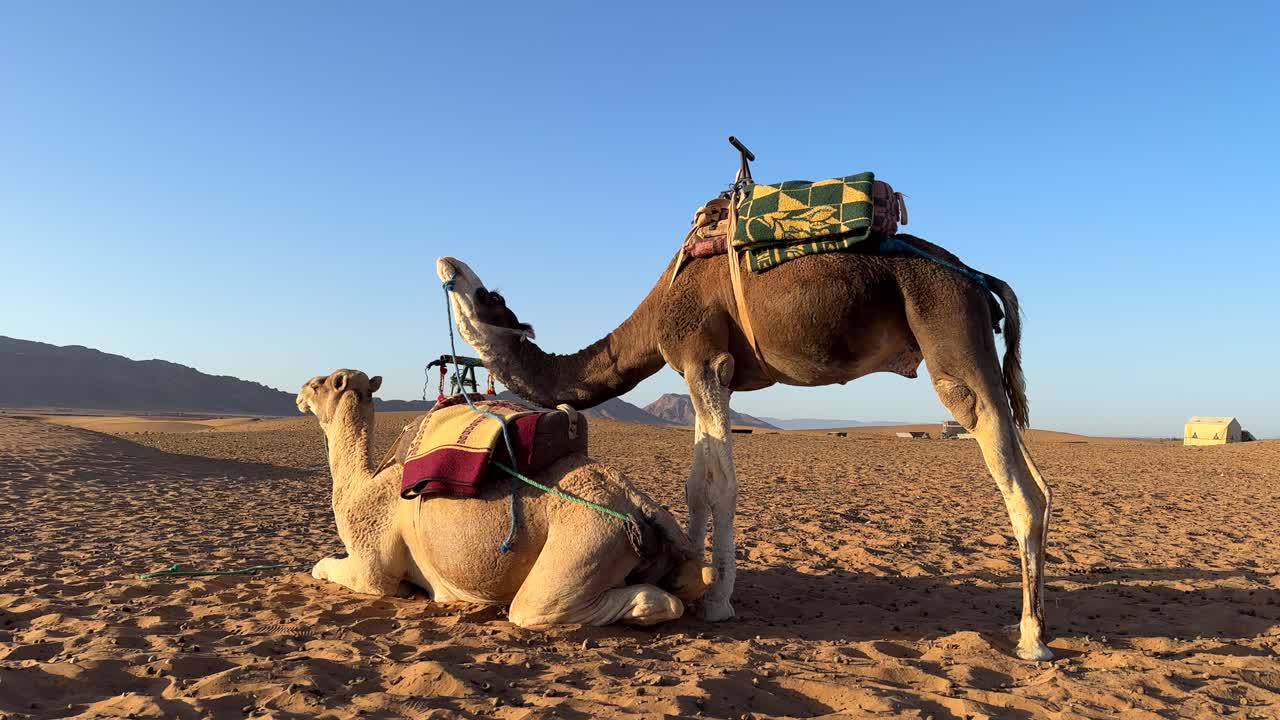 dos camellos lindos descansando y de pie en el desierto del sáhara con cielo azul