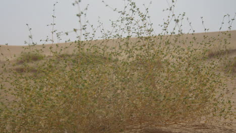 close up of desert shrubs blowing in the wind