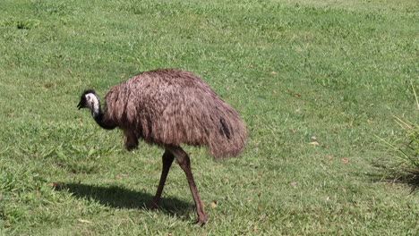 an emu strolls across a sunny, grassy landscape