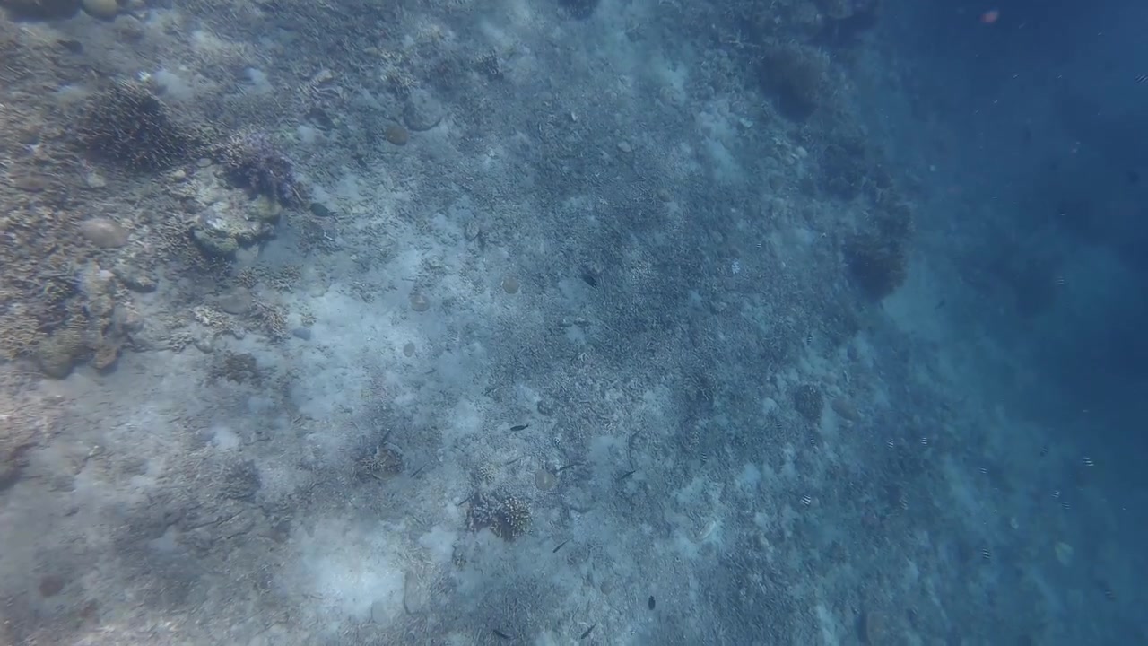 Underwater View of Coral Reef and Small Fish