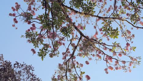 blooming tree of rose lapacho or tajy, under a blue sky