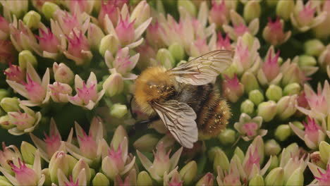 bee looking for nectar on stonecrop flower on sunny day in summer in park garden