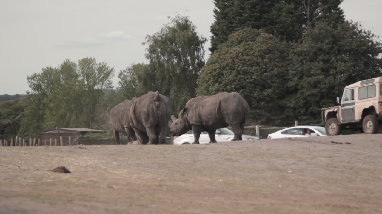 아프리카 코소의 정적