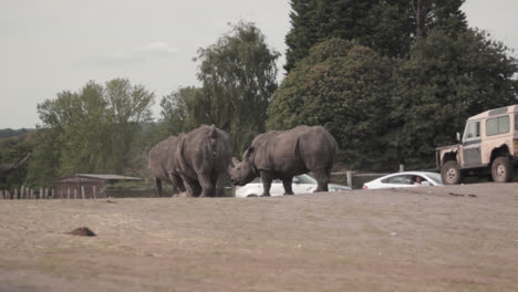 A-static-shot-of-African-Rhinoceros-in-the