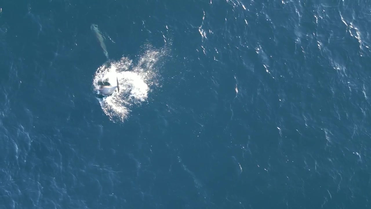 オーストラリア、ニューサウスウェールズ州シドニーの海岸線で、青い海面を速く泳ぎ、踊り、飛び跳ねる2頭のコブハナイルカ。遊び好きなイルカの動きを追う空撮ドローン