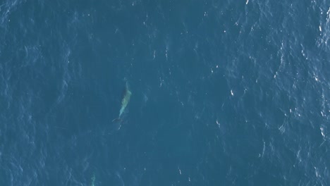 Two-humpback-dolphins-fast-swimming,-dancing,-breaching-on-the-blue-ocean-surface-at-Sydney-NSW-coastline,-Australia,-Aerial-drone-tracks-the-movements-of-the-playful-dolphins