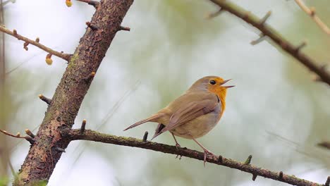 European-robin-singing-while-perched-on-a-tree-branch-in-the-forest,-Close-up-shot