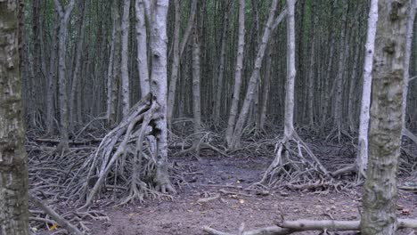 gnarled roots writhe from the earth creating impenetrable maze of twisted limbs