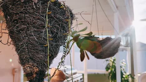 hanging planters with succulents on a porch