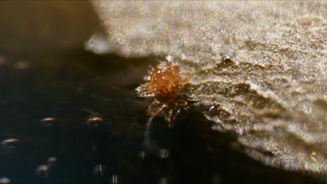 extreme macro closeup of very tiny red orange mite on the shore in water on sunny day outside