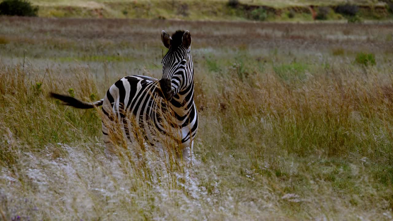 Una zebra in un prato con una leggera brezza.