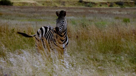 a zebra standing in a meadow with a light breeze