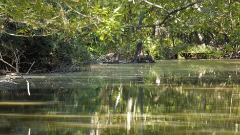 flotando a lo largo de un río sereno bajo el dosel del árbol de ciprés