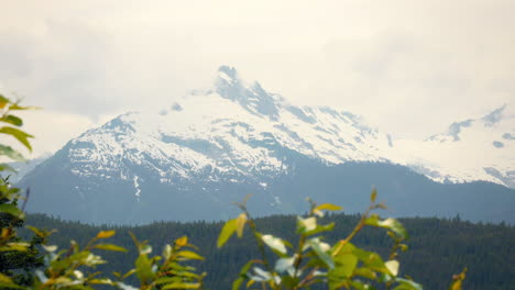 Beautiful-shot-of-mountains-in-a-distance-with-leaves-blowing-in-the-wind-in-the-foreground-British-Columbia