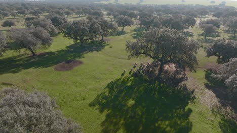 forested rangeland. dehesa, spain. aerial drone footage. daytime