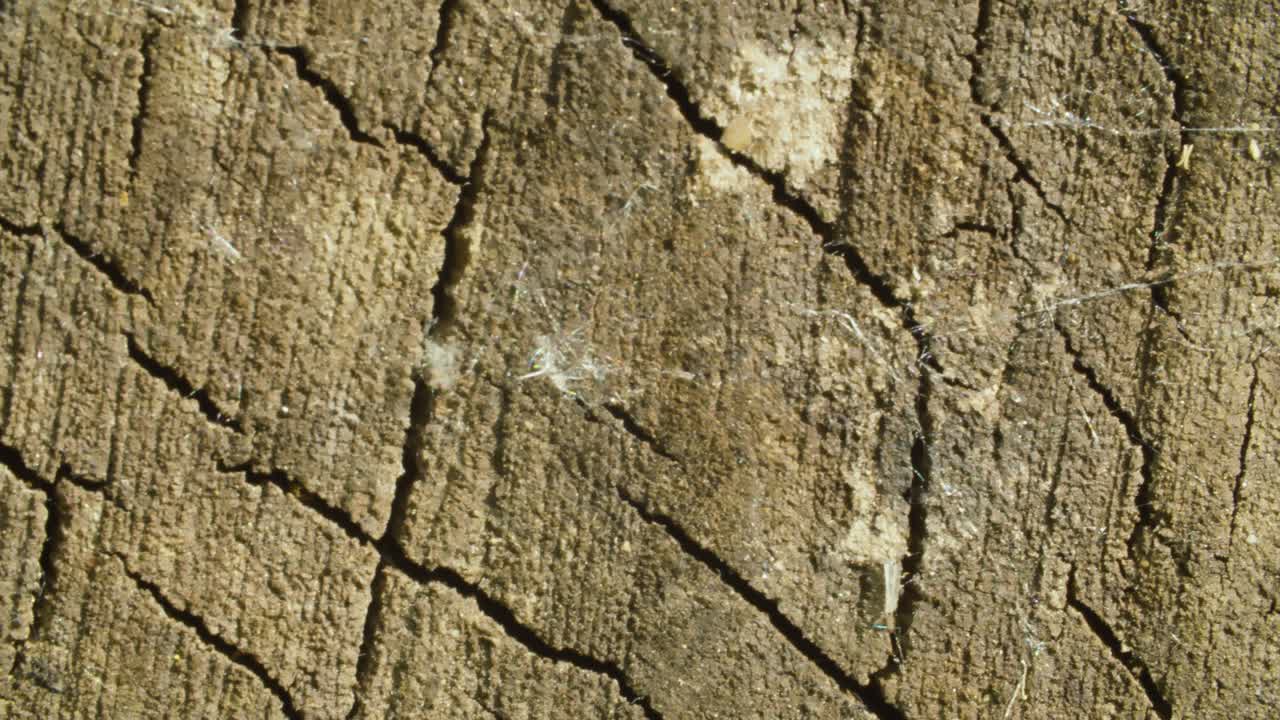 오래된 균열 된 나무 절단