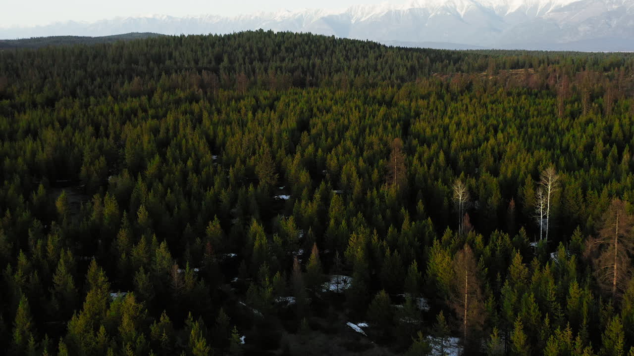 los árboles de hoja perenne al atardecer se extienden por kilómetros en las montañas rocosas