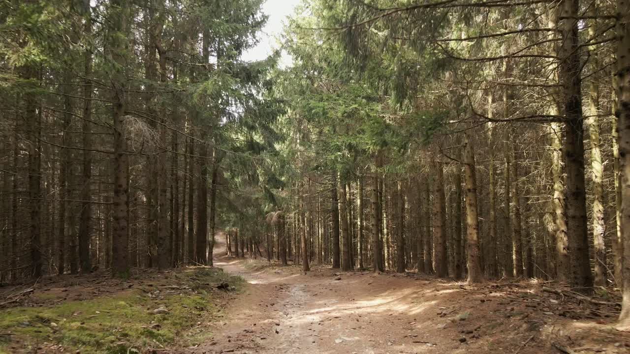 A serene forest trail winds through pine trees, with dappled sunlight filtering through the canopy. The earthy path is surrounded by moss, pine needles creating a peaceful scene ideal for hiking.