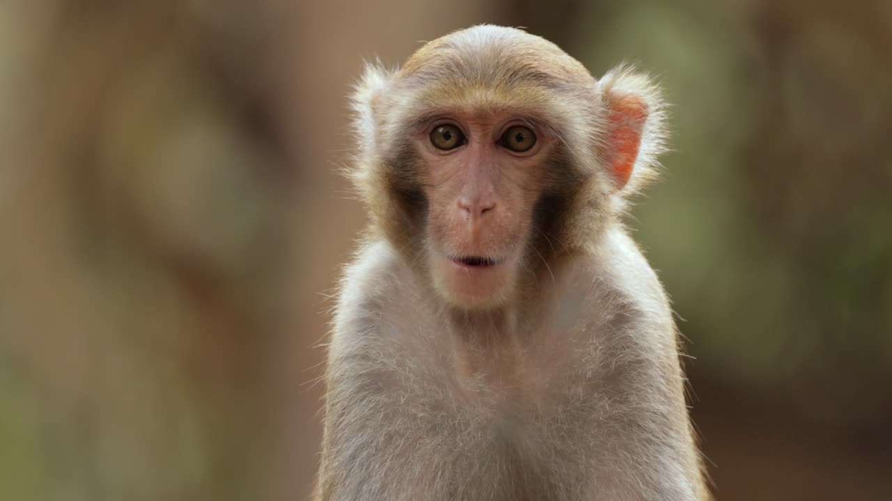 Macaques in nature. Macaques constitute a genus (Macaca) of gregarious monkeys. Macaques are found in a variety of habitats throughout the Asian continent and are highly adaptable