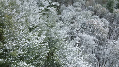 aerial imagery showcases a midwest woodland draped in a pristine layer of snow post-blizzard, courtesy of a drone