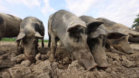 closeup shot showing dirty group of sows digging in soil on farm field during cloudy day