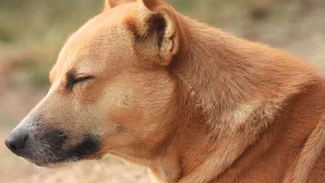 Hund-Im-Schlafmodus---Augen