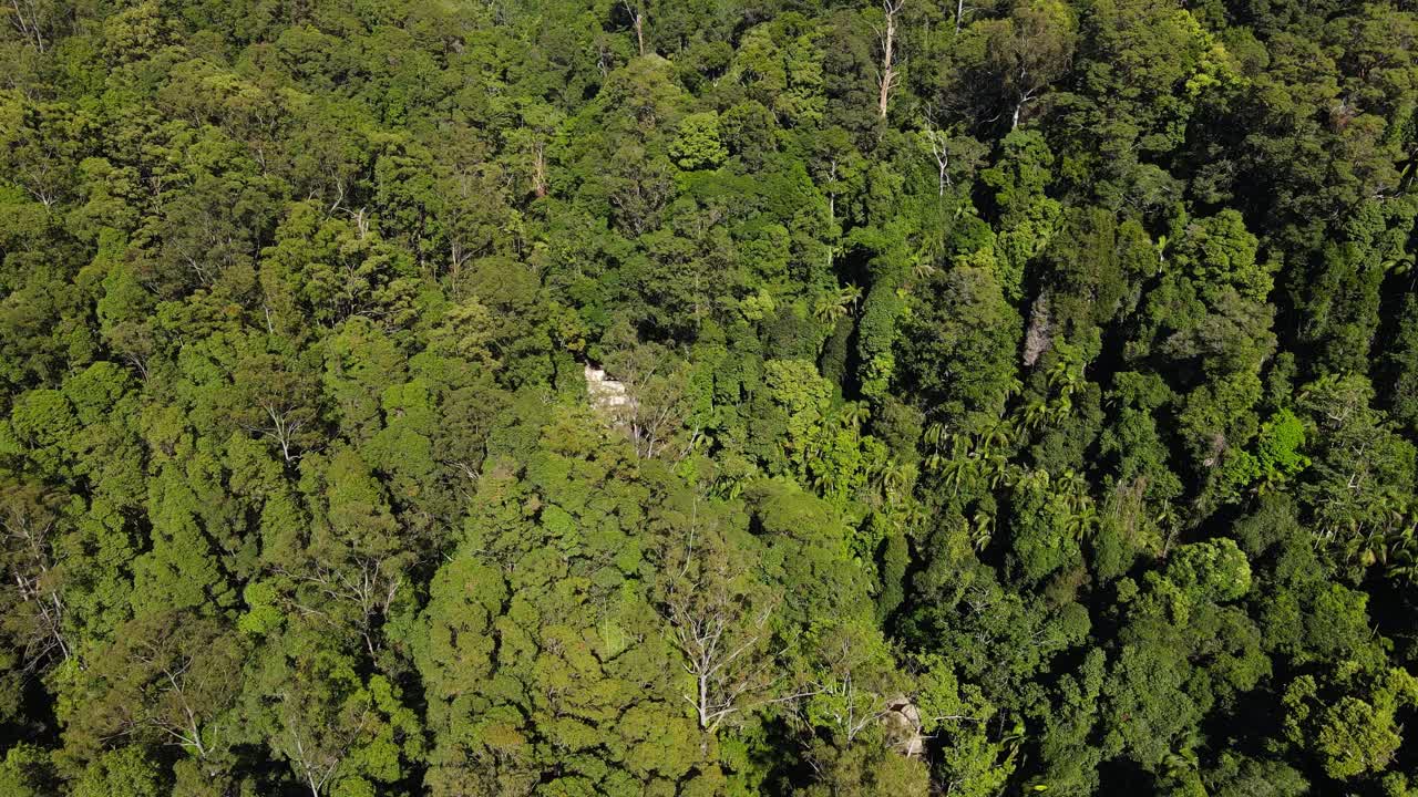 exuberante bosque denso en el monte cougal en verano - parque nacional en el valle de tallebudgera - valle de currumbin, qld, australia