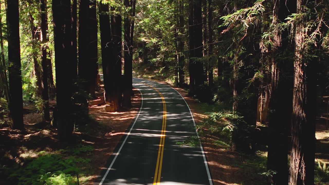 An empty paved road surrounded by California's Redwood forest