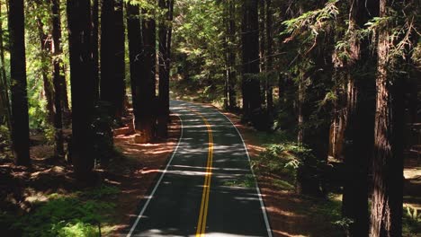 una carretera pavimentada vacía rodeada por el bosque de secuoyas de california