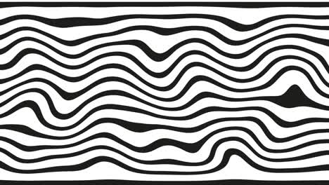 black and white abstract waves on white background - surface made of lines, horizontal movement - seamless loop. tissue curved lines. lines abstract background