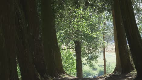 Bäume,-Die-An-Einem-Sonnigen-Sommertag-Vom-Wind-Bewegt-Wurden